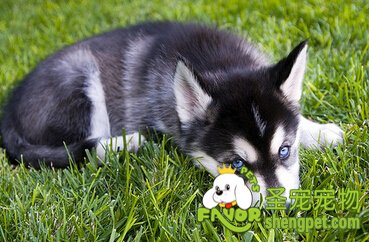 怎么判断狗狗是否患有狂犬病