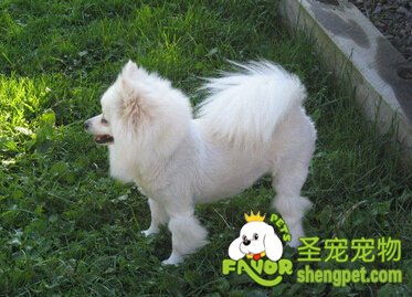 美国爱斯基摩犬