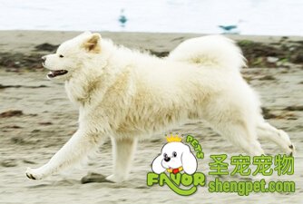秋田犬
