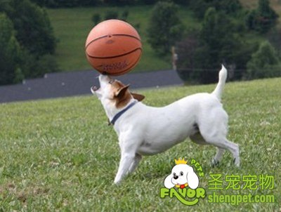 小区秀犬大赛没一人报名 业主担心物业“下套”收拾狗狗