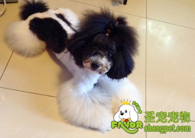 迷你贵宾犬普京