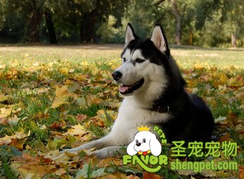 阿拉斯加雪橇犬