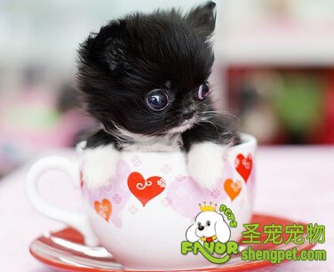 茶杯犬