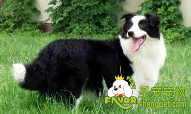 边境牧羊犬
