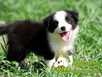 边境牧羊犬