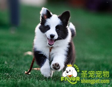 边境牧羊犬