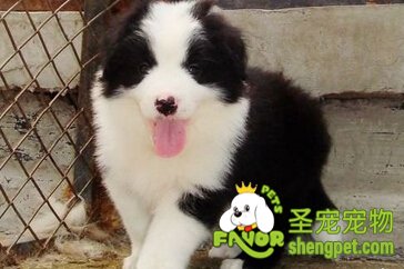 边境牧羊犬