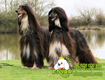 阿富汗猎犬