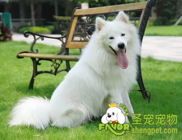 萨摩耶犬