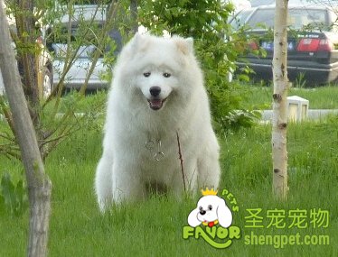 萨摩耶犬