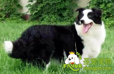 边境牧羊犬