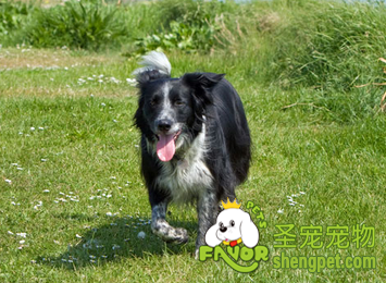 边境牧羊犬