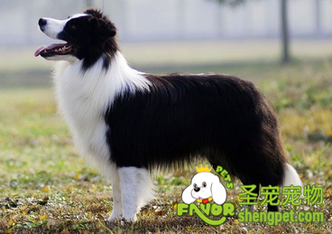 边境牧羊犬