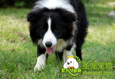 边境牧羊犬