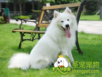 萨摩耶犬
