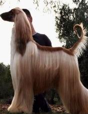 解密阿富汗猎犬档案