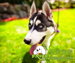 帮您解决狗狗的4个不良习惯