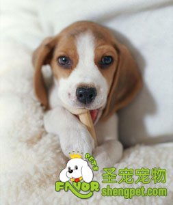 新到家的幼犬提前准备等注意事项