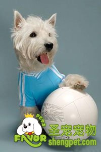 主人给狗狗穿衣服,狗狗怎么想呢