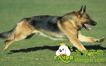 德国牧羊犬