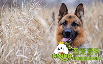 德国牧羊犬