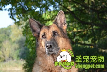 德国牧羊犬