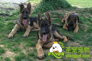 德国牧羊犬