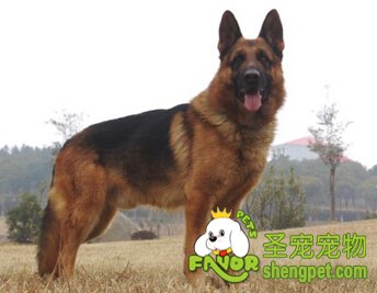 德国牧羊犬