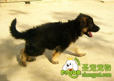 德国牧羊犬