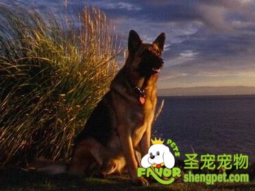 德国牧羊犬