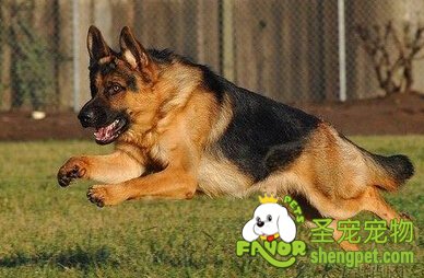德国牧羊犬