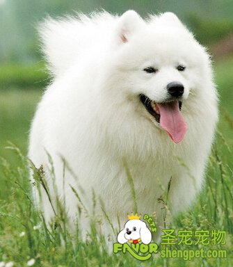 萨摩耶犬