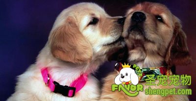 狗狗交配时的注意事项