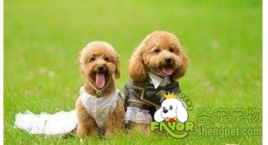 怎么判断掌握公狗的发情情况