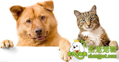 狗狗和猫咪常见病有哪些及症状和预防