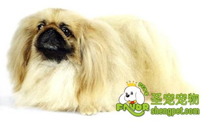 长毛犬该如何梳理