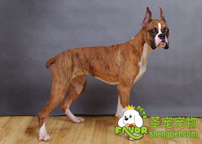 拳师犬幼犬的选择条件