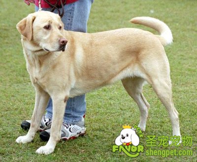 狗狗初次带回家该如何照顾它