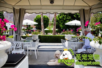 幼犬发育所需要的营养的有哪些