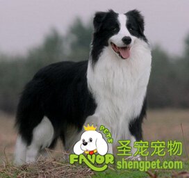 边境牧羊犬