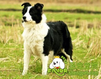 边境牧羊犬
