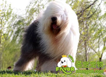 英国古代牧羊犬