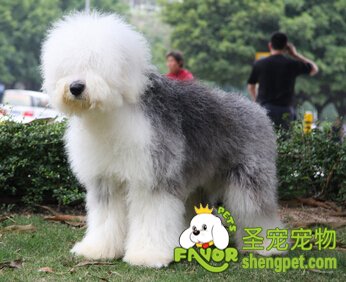 英国古代牧羊犬