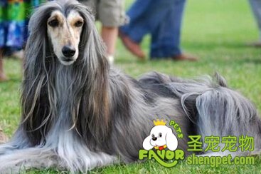阿富汗猎犬