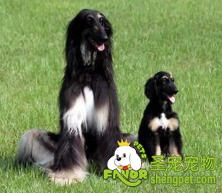 阿富汗猎犬