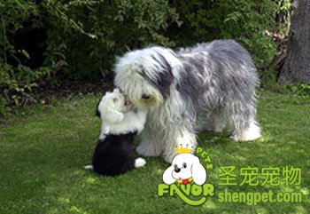 英国古代牧羊犬