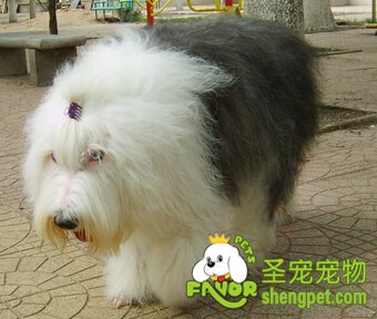 英国古代牧羊犬