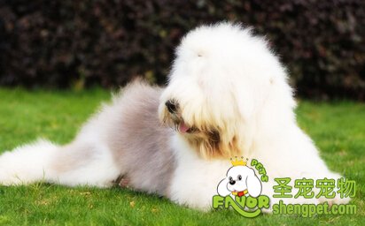 英国古代牧羊犬