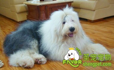 英国古代牧羊犬