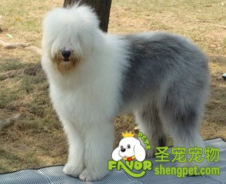 英国古代牧羊犬